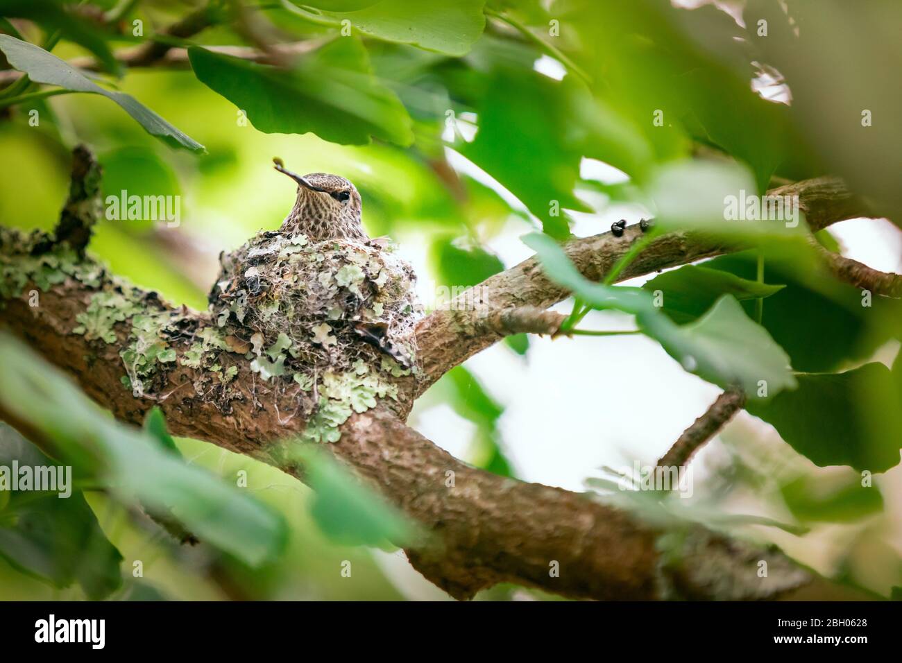 Close up of a tiny humming bird perched on its nest on a tree branch and surrounded by green leaved Stock Photo