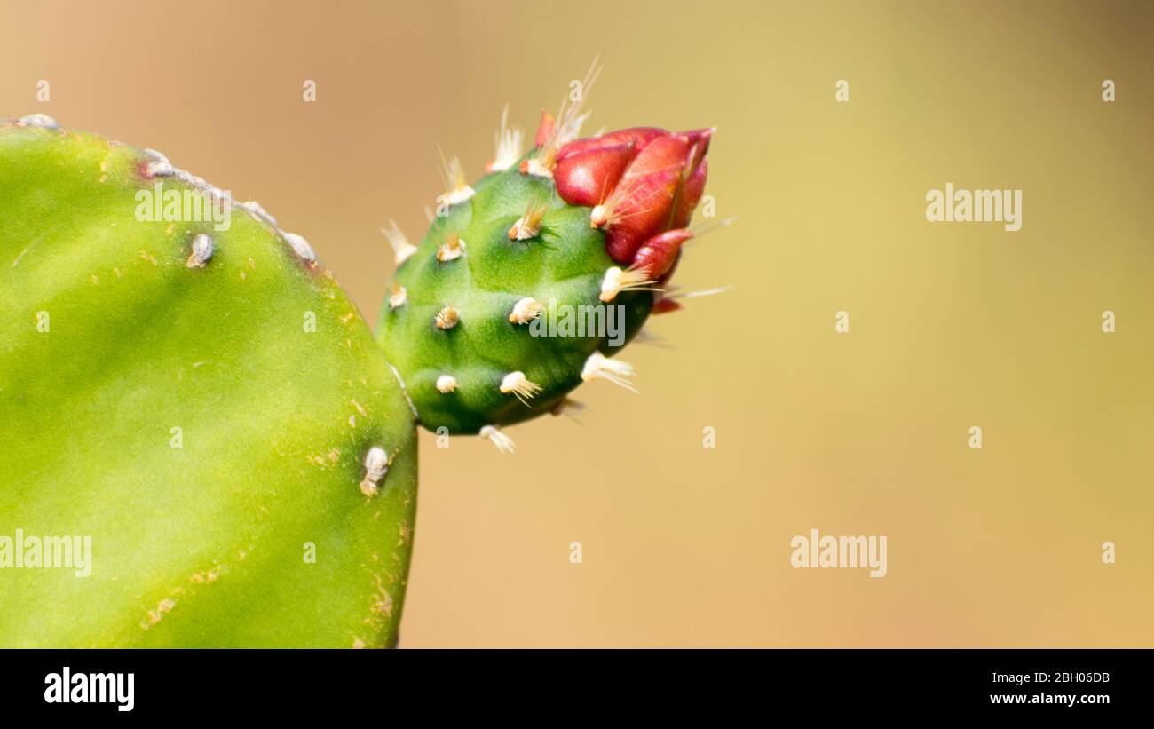 Pink Cactus flower blooming, kaktus cactus flower hot sommer flourishing Stock Photo