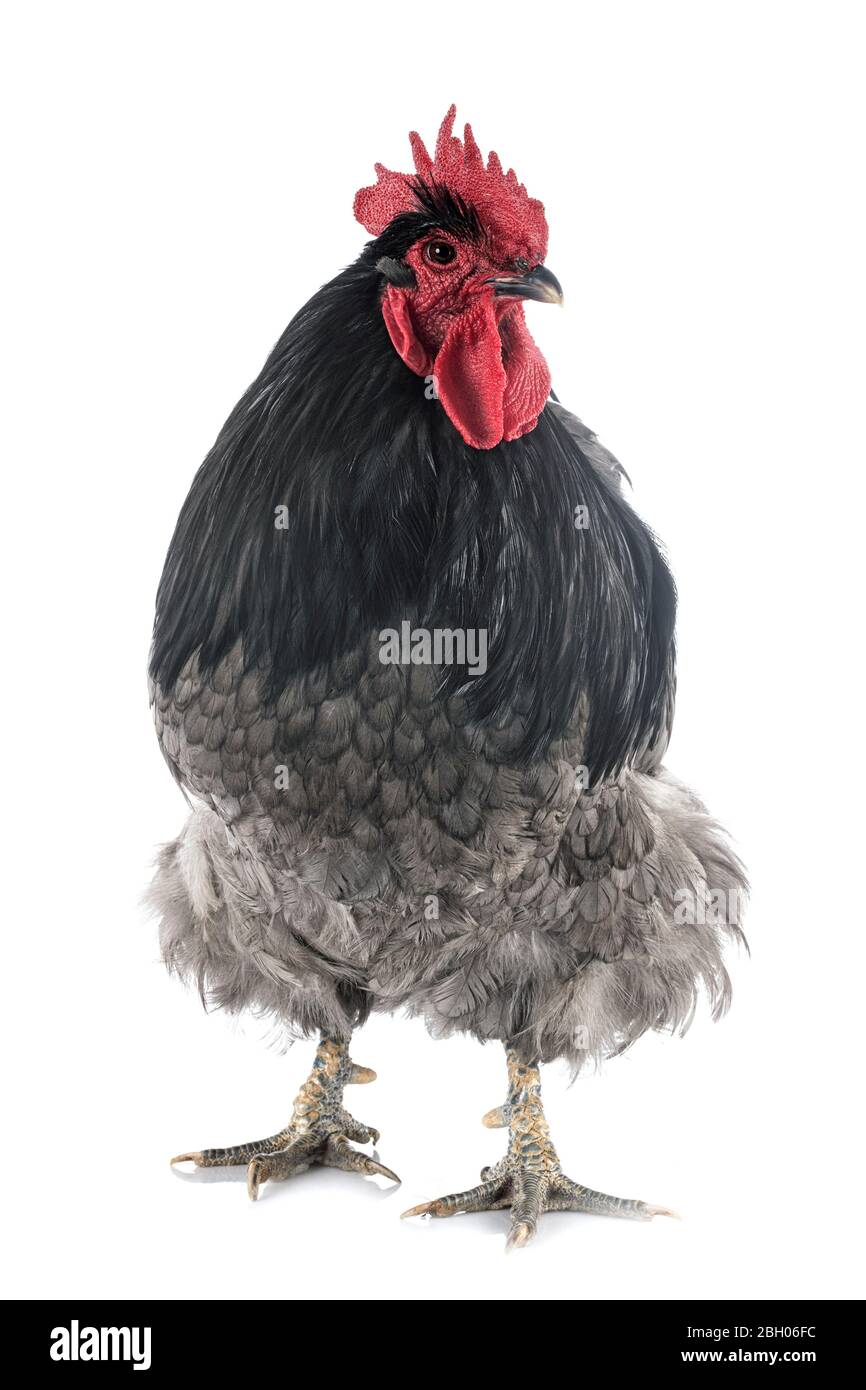 Orpington chicken in front of white background Stock Photo - Alamy