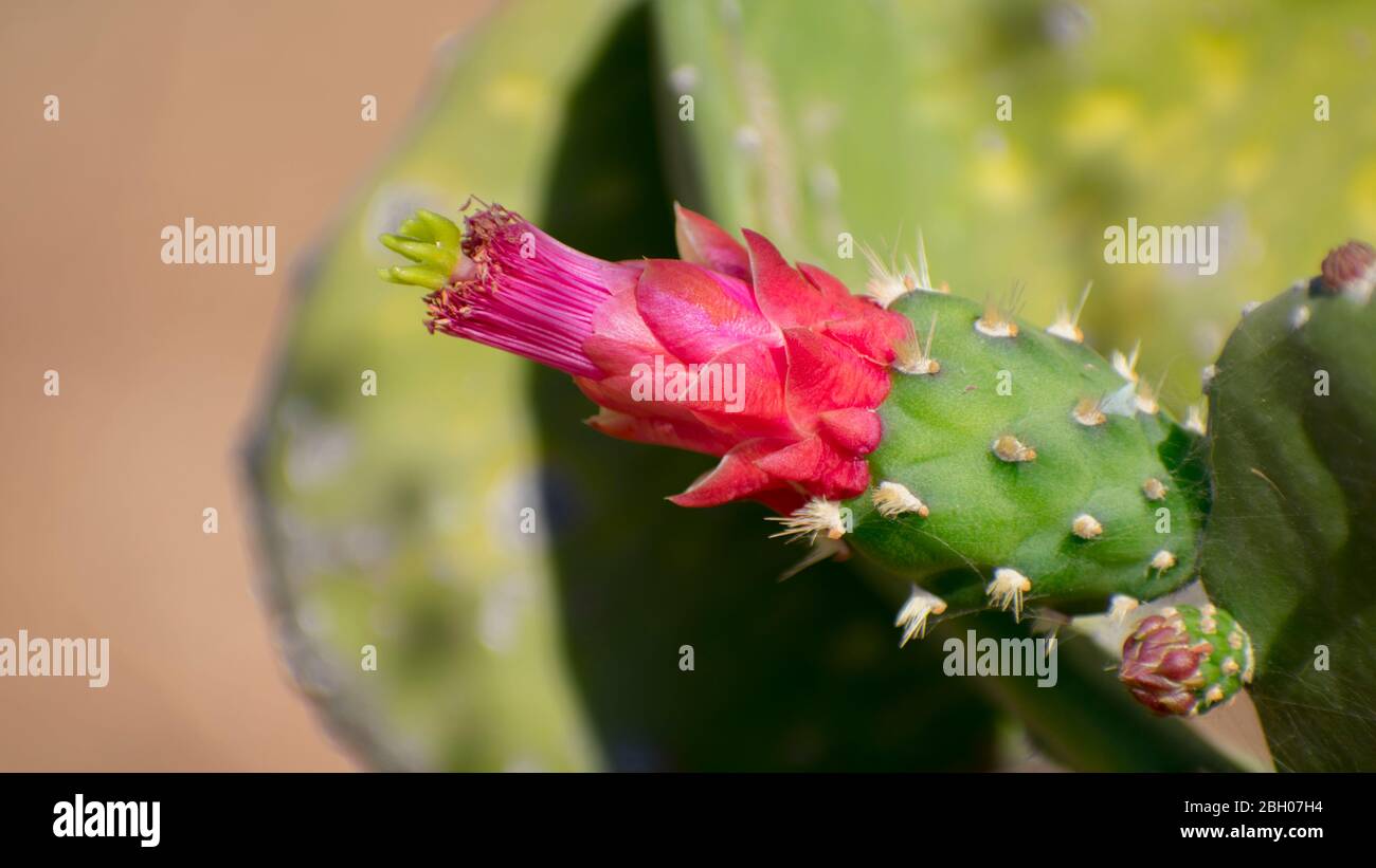 Pink Cactus flower blooming, kaktus cactus flower hot sommer flourishing Stock Photo
