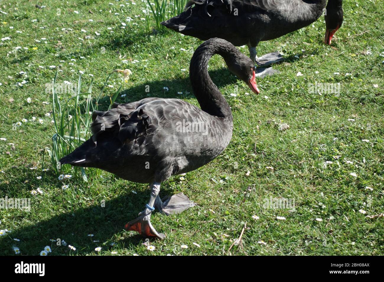 Gahlen, Deutschland. 09th Apr, Black Swan on the Meadow, the Black Black Swan, Latin Cygnus Atratus, in the exchange trading, the Black Swan is used after the definition by Nassim
