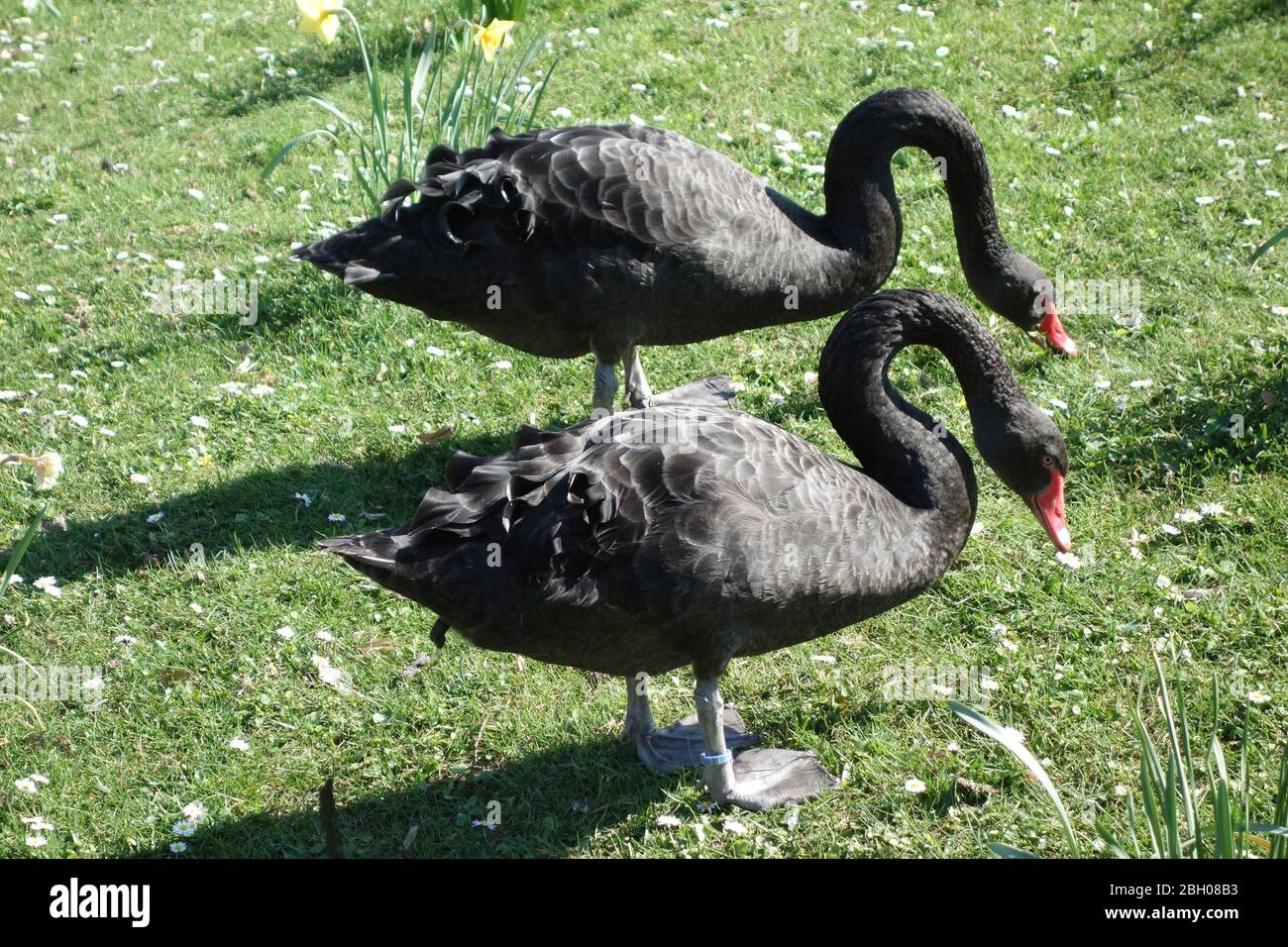 Gahlen, Deutschland. 09th Apr, 2020. Black Swan on the Meadow, the Black  Swan, Black Swan, Latin