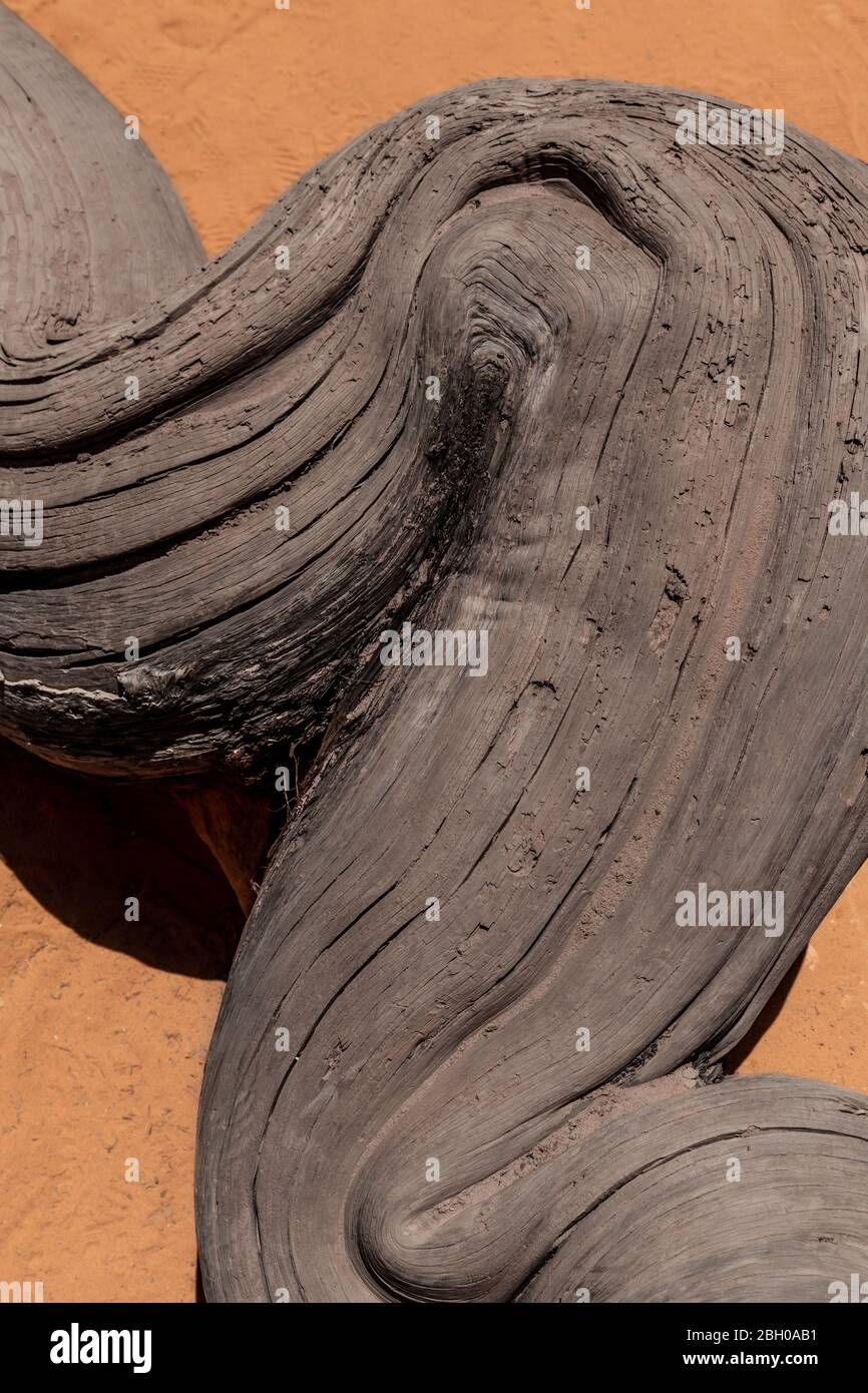 Close up shot of an old, large and twisted tree root emerging from the red sand in Zion National Park, Utah Stock Photo