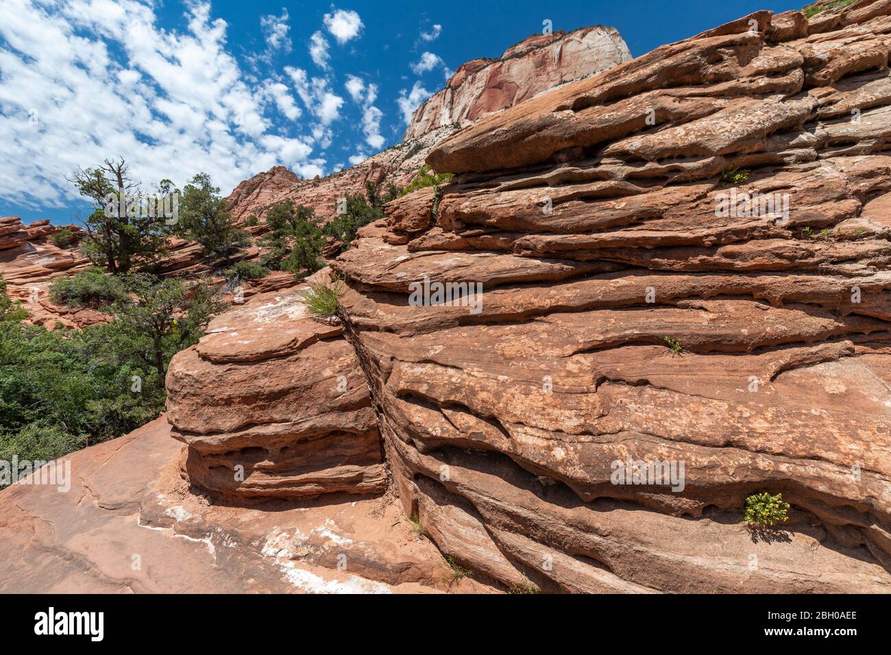 A hiking trail in Zion Park is flanked by red sandstone carved in layers Stock Photo