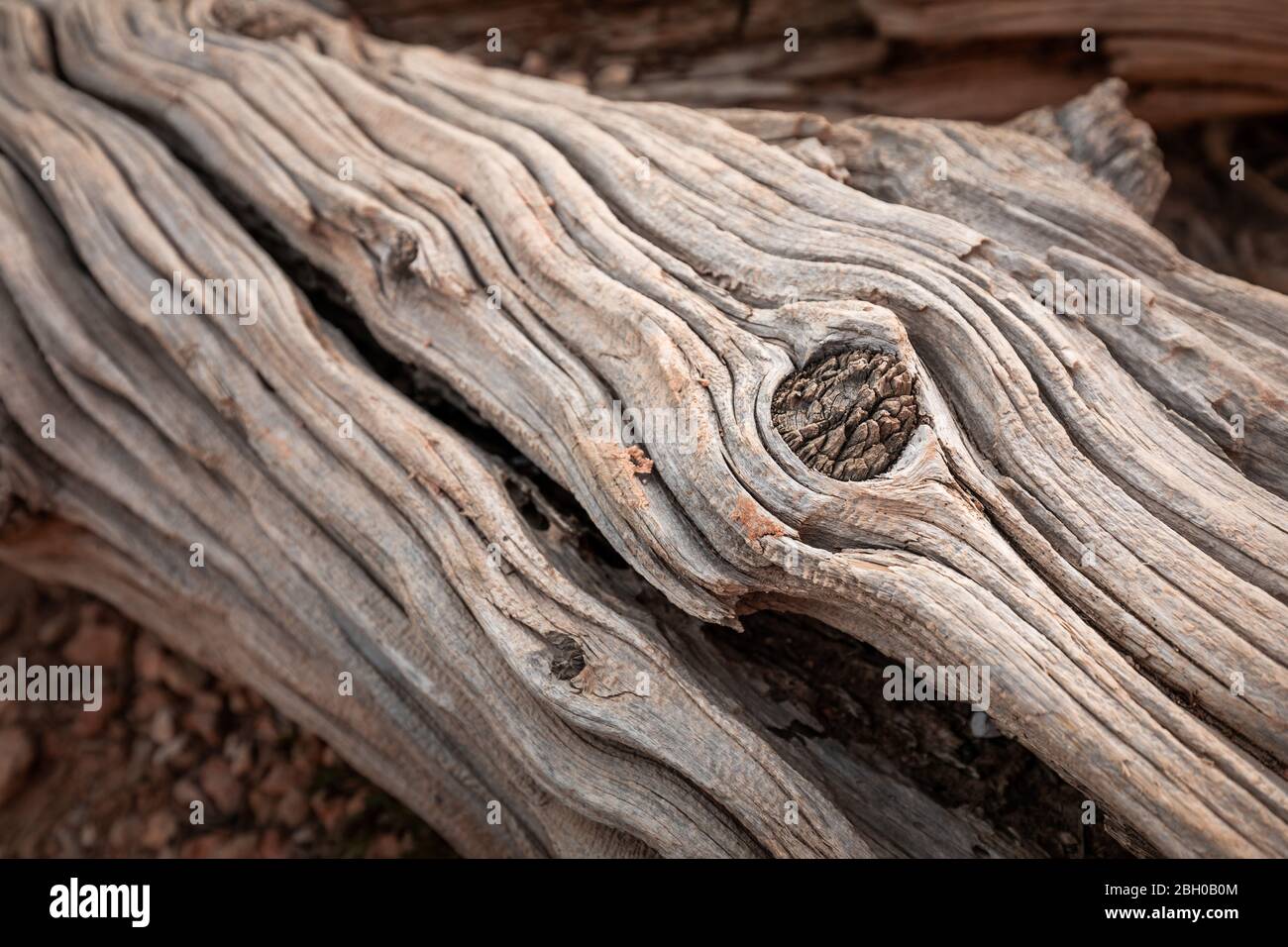 Close up shot of an old dead twisted tree trunk with a large node Stock Photo