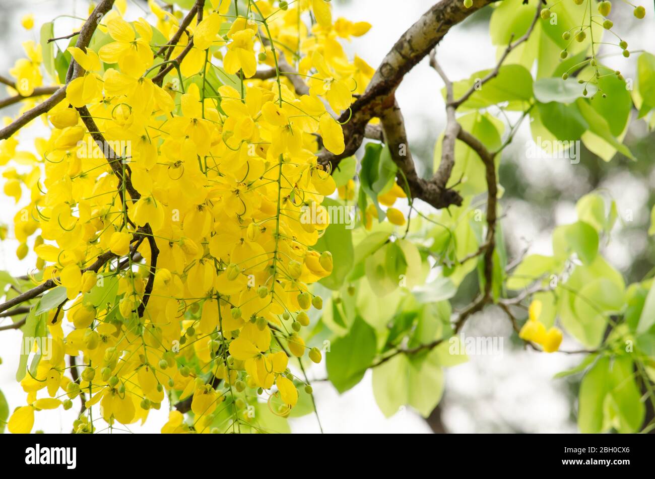Cassia fistula is plant of thailand and its flower is Thailand's