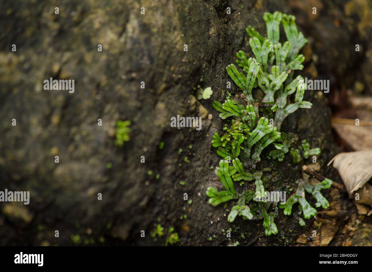 liverworts. Like mosses and hornworts, they have a gametophyte-dominant life cycle Stock Photo