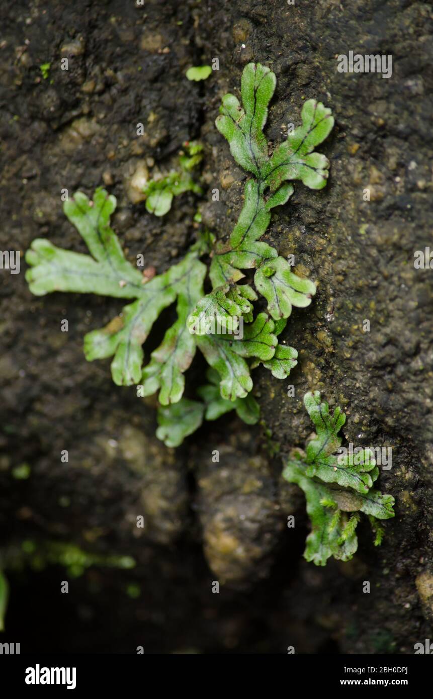liverworts. Like mosses and hornworts, they have a gametophytedominant