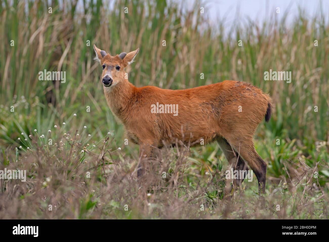 Marsh deer Stock Photo