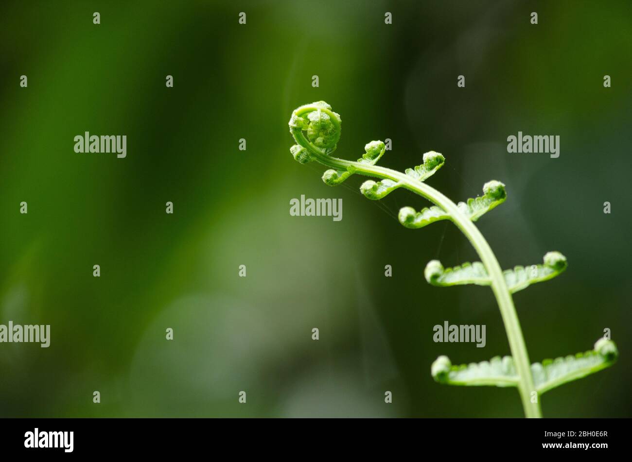green fern and green backgroud Stock Photo