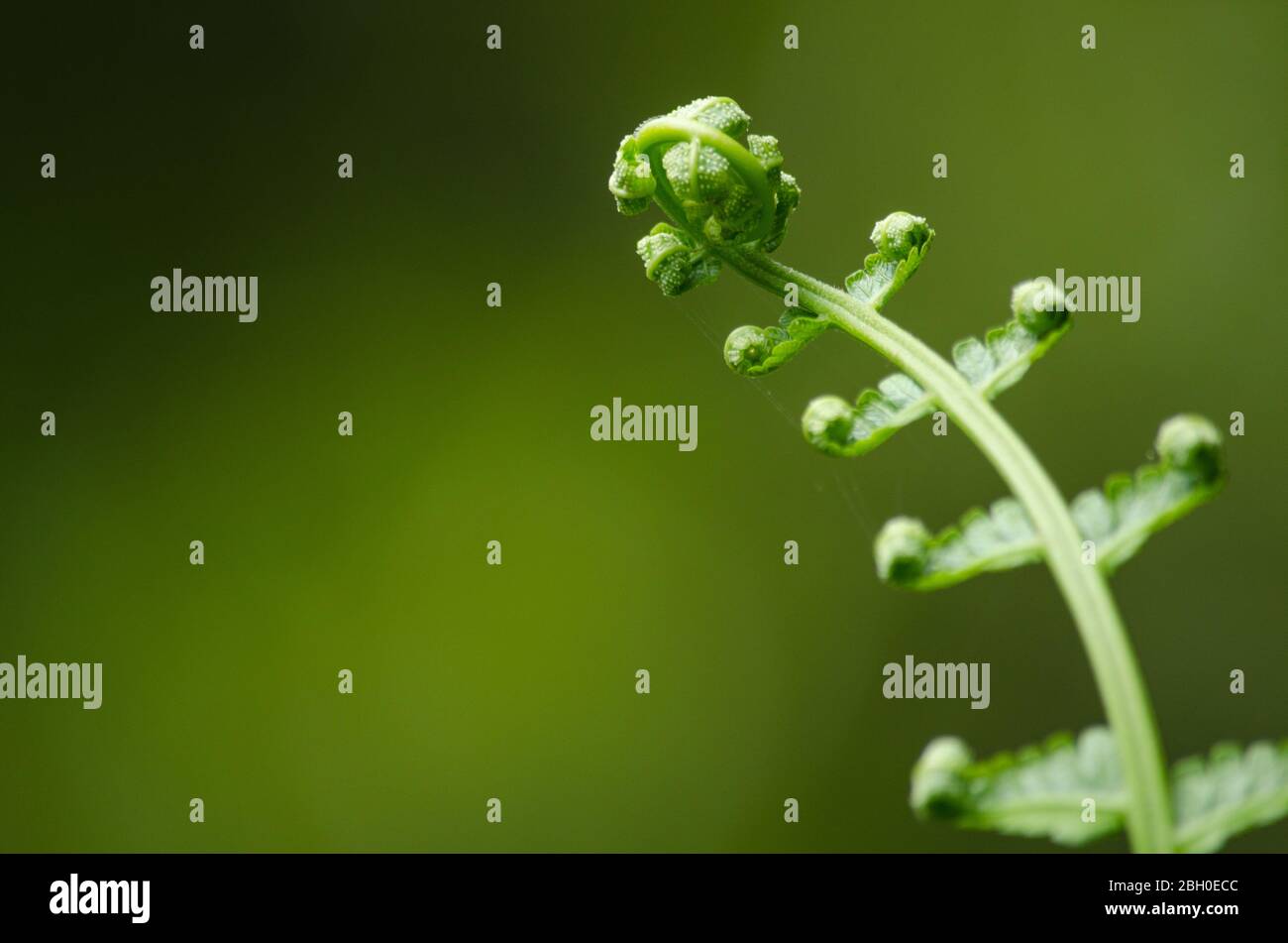 green fern and green backgroud Stock Photo