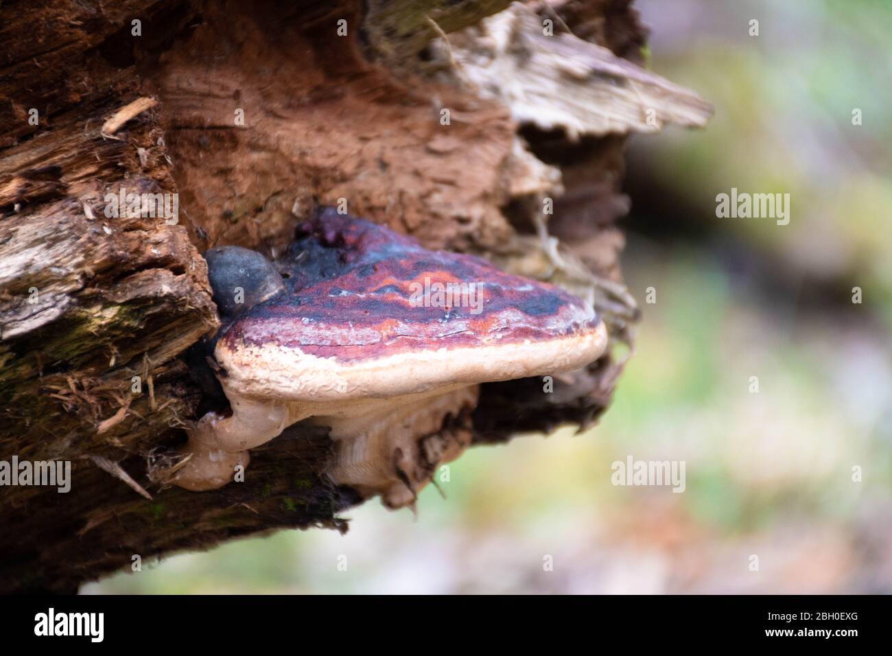 Mushroom on a trunk in a mossy forest. Smoky polypore or smoky bracket, species of fungus, plant pathogen that causes white rot in live trees Stock Photo