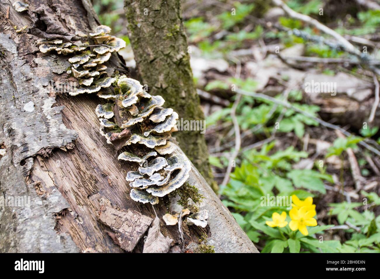 Mushrooms on a trunk in a mossy forest. Smoky polypore or smoky bracket, species of fungus, plant pathogen that causes white rot in live trees Stock Photo