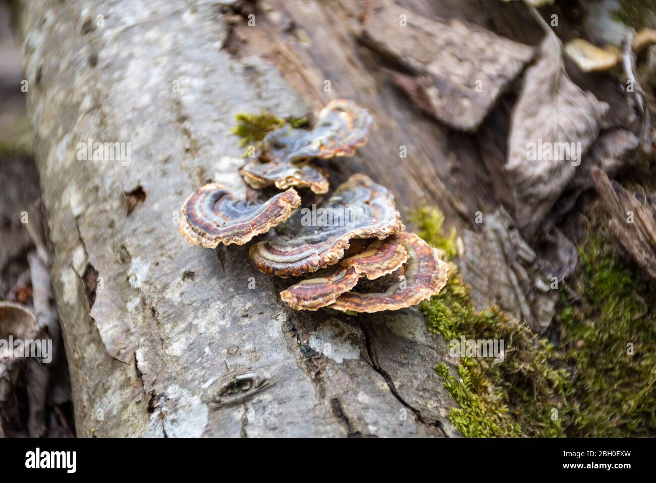 Mushrooms on a trunk in a mossy forest. Smoky polypore or smoky bracket, species of fungus, plant pathogen that causes white rot in live trees Stock Photo