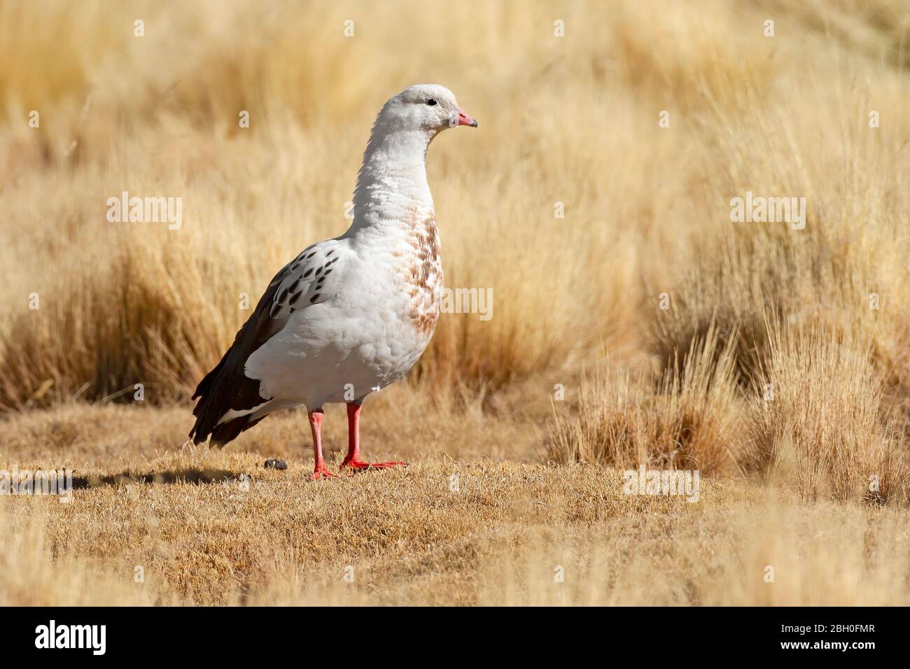Andean goose Stock Photo