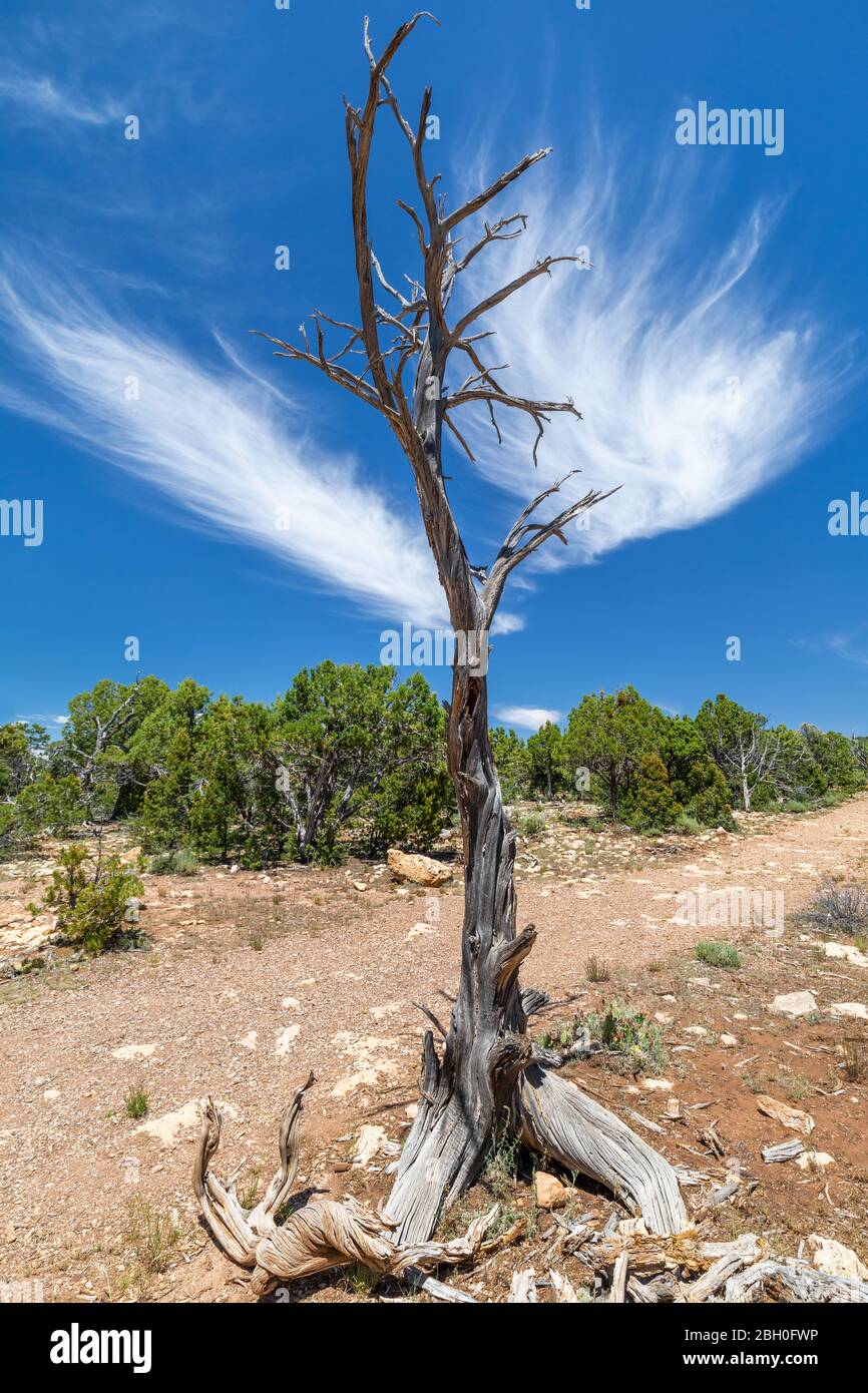 Close up of a dead tree with a fleeting white cloud as an imaginary crown Stock Photo