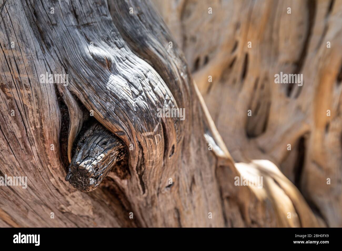 Close up of the twisted texture on the surface of an old tree trunk, with a knot in the foreground and a second branch in the background Stock Photo