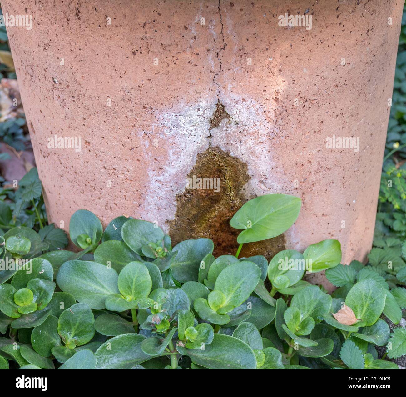 Green plants flourish at a water leak in a stone water container image