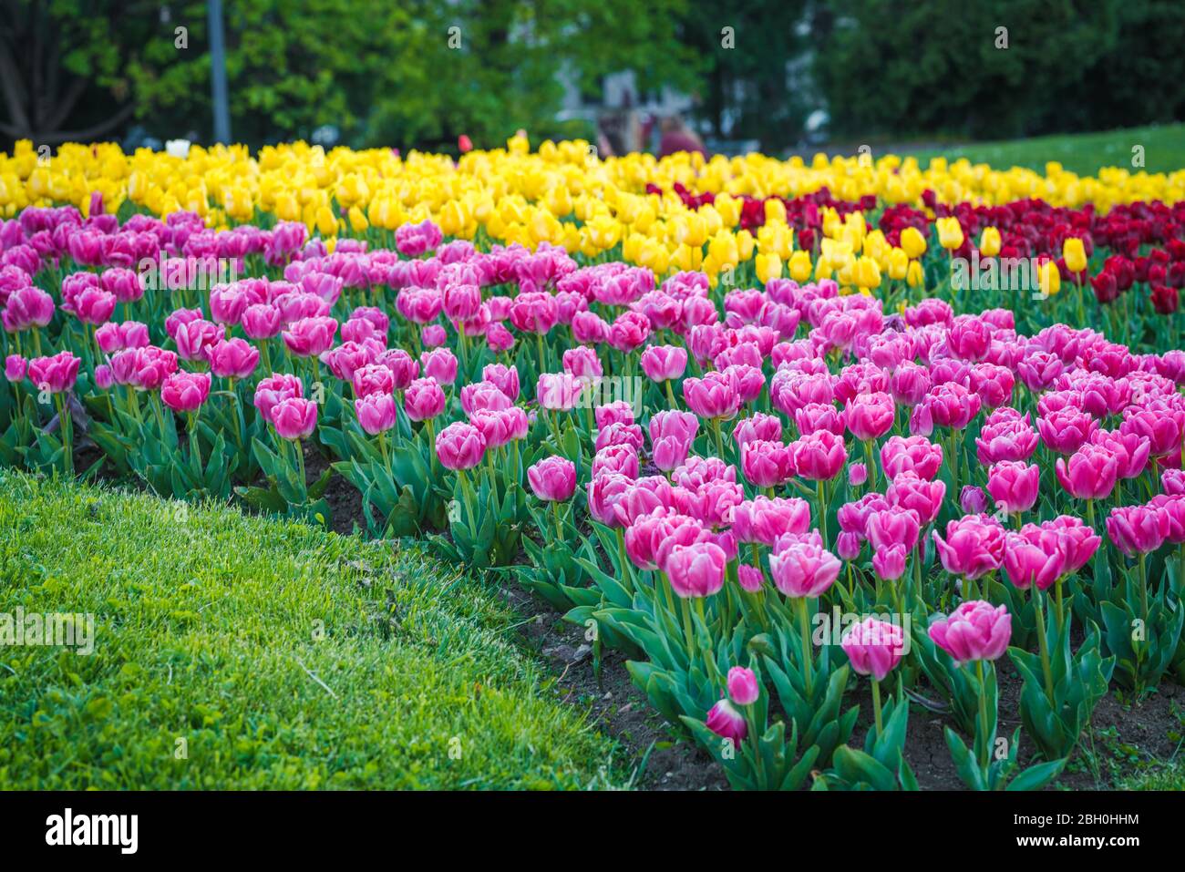 Tulip garden/park. Variety of colorful flowers in spring Stock Photo ...