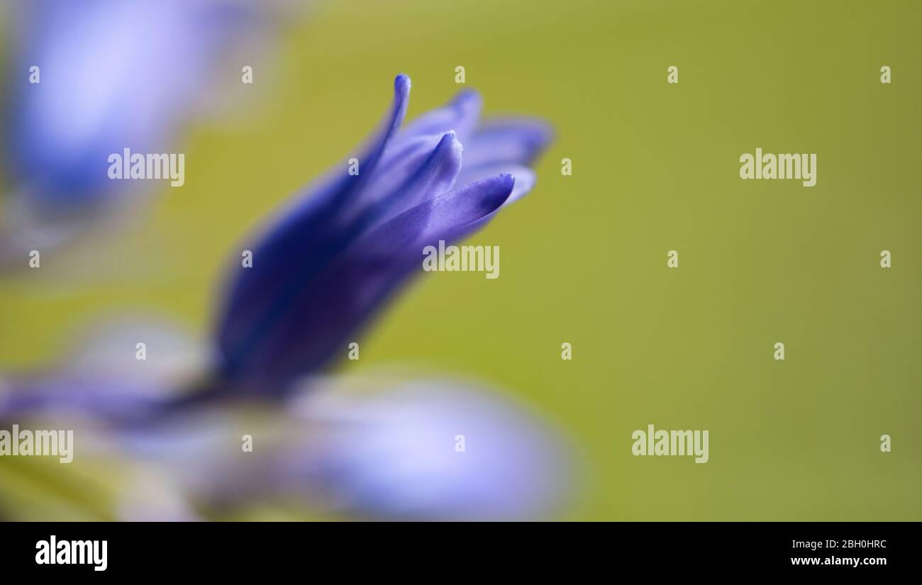 Blue bells bluebells Hyacinthoides nonscripta Hallerbos close up macro