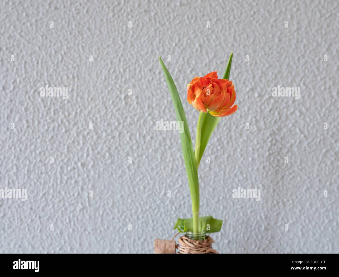 Orange Reed Flower High Resolution Stock Photography and Images - Alamy