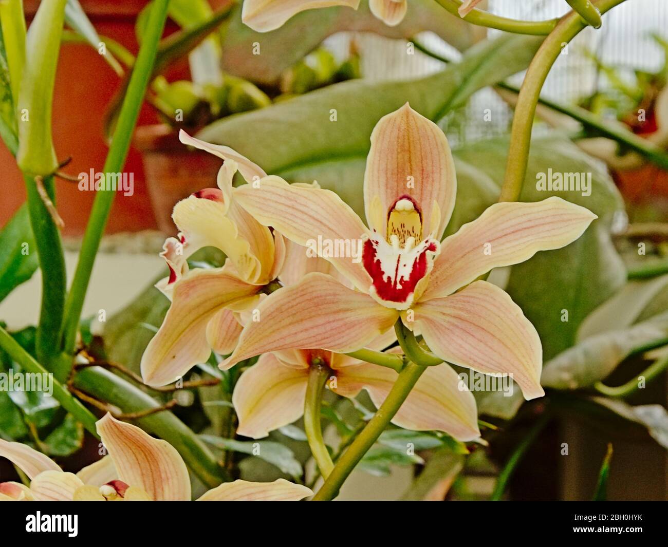 Light orange boat orchid flower on a stem, selective focus - cymbidium Stock Photo