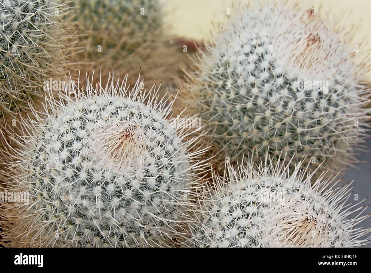 Rebutia cacti with many needles close up, selective focusd, ecorative ornamental plant botany botanica Stock Photo