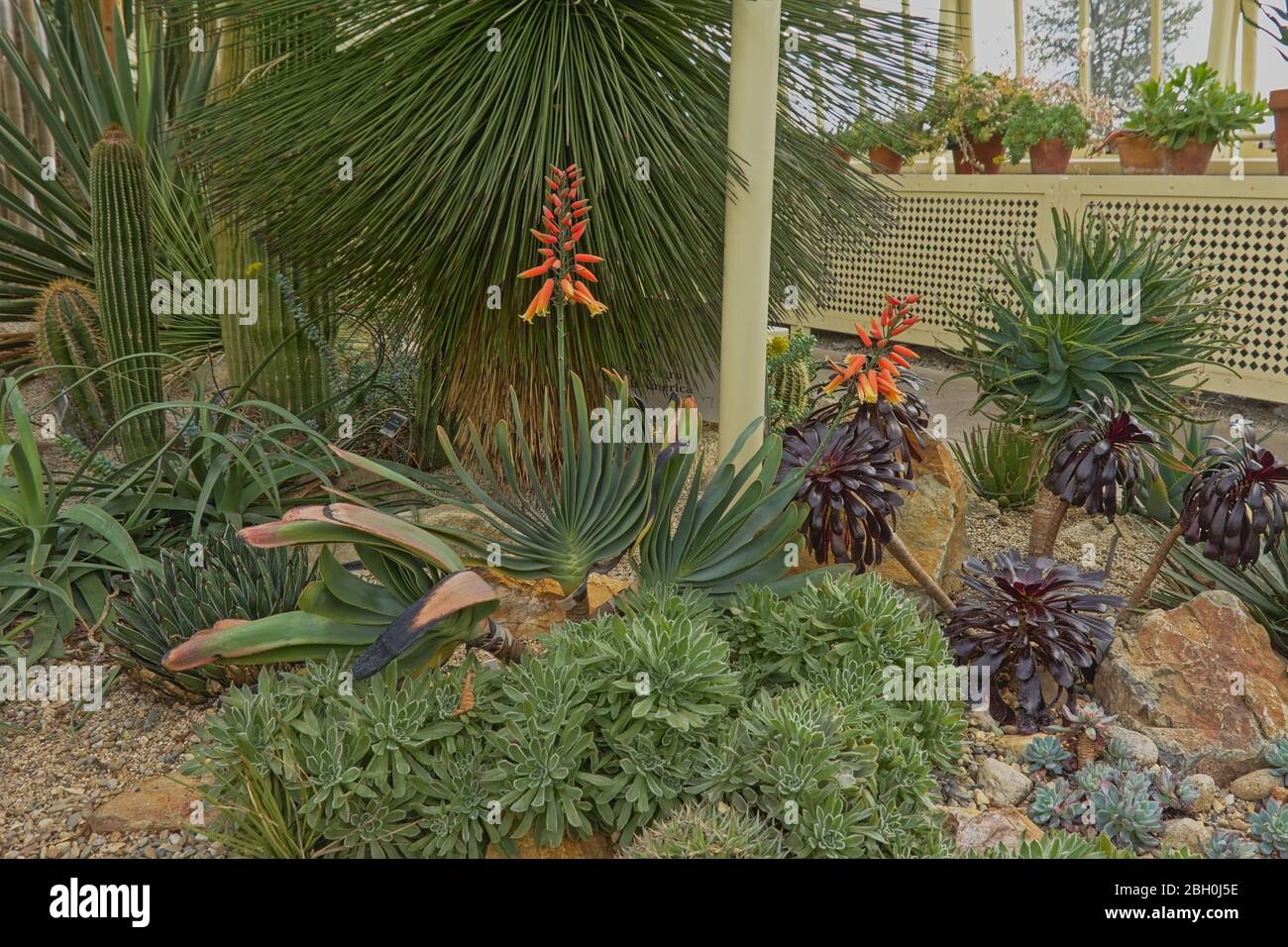 Flowering aloe plants and other succulents in a rock garden in a greenhouse in dublin botanic gardens Stock Photo