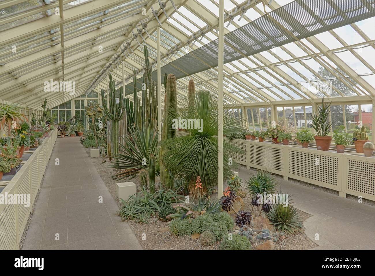 Historic steel and glass greenhouse with cacti and succulents in irish