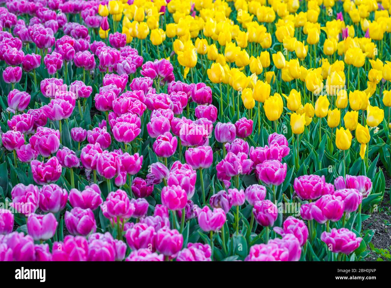 Pink and yellow tulip garden. Spring flowers background Stock Photo - Alamy