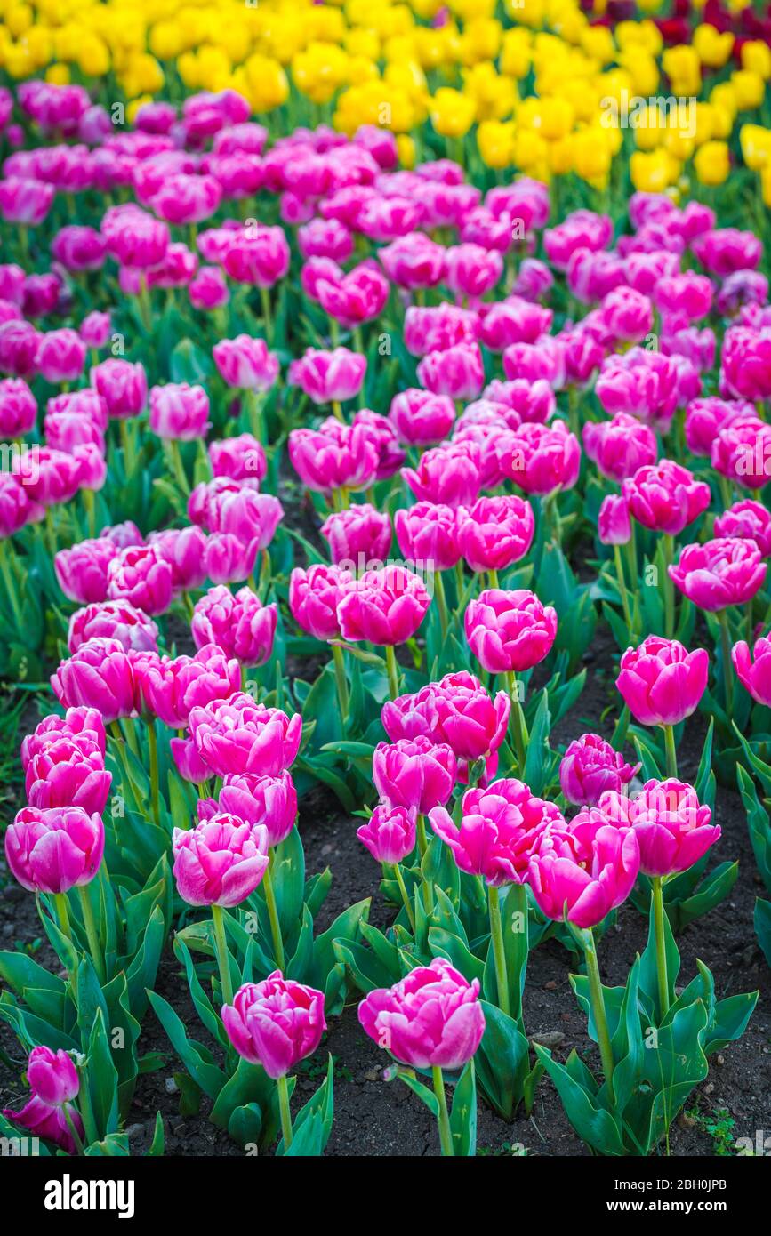 Pink and yellow tulip garden. Spring flowers background Stock Photo - Alamy