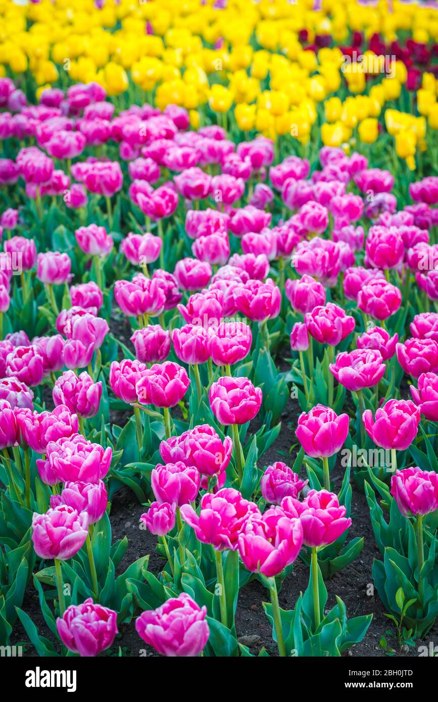 Pink and yellow tulip garden. Spring flowers background Stock Photo - Alamy