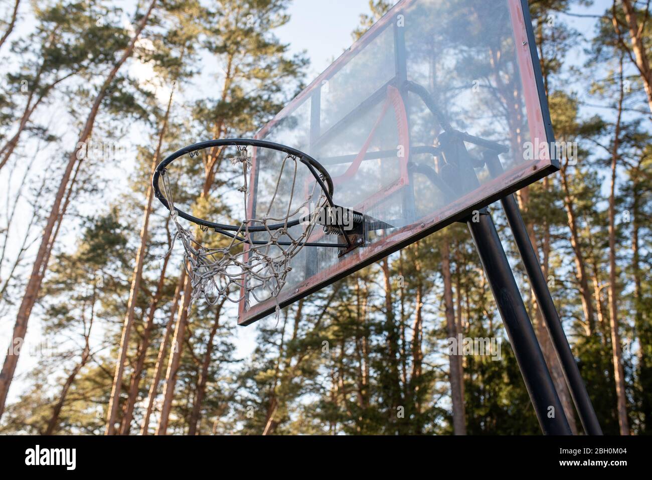 Basketball hoop in the forest. Stock Photo