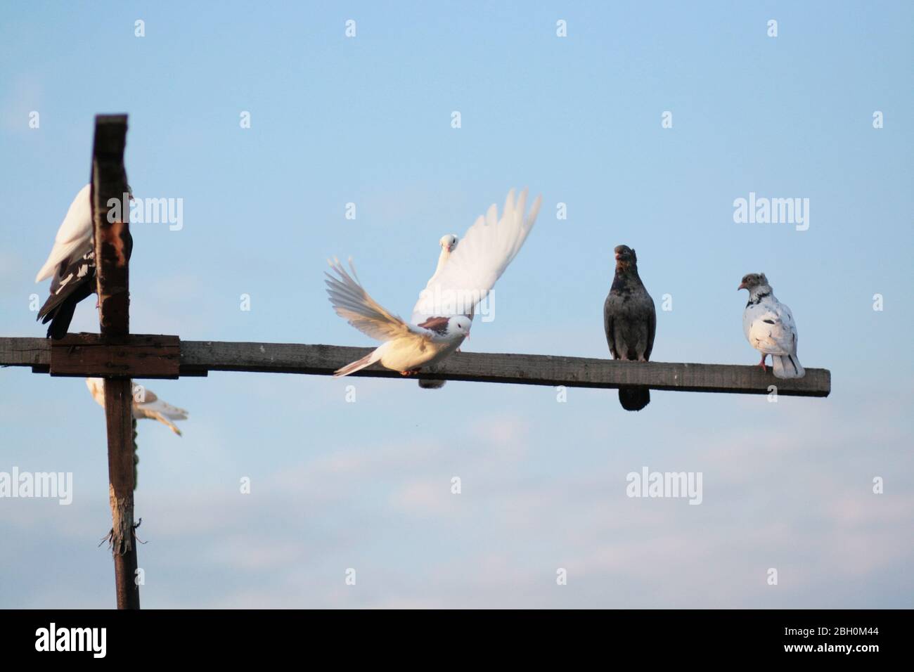 Pigeons sit sitting on roof hires stock photography and images Alamy