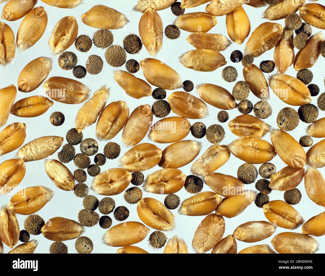 Cleavers seeds close up hires stock photography and images Alamy
