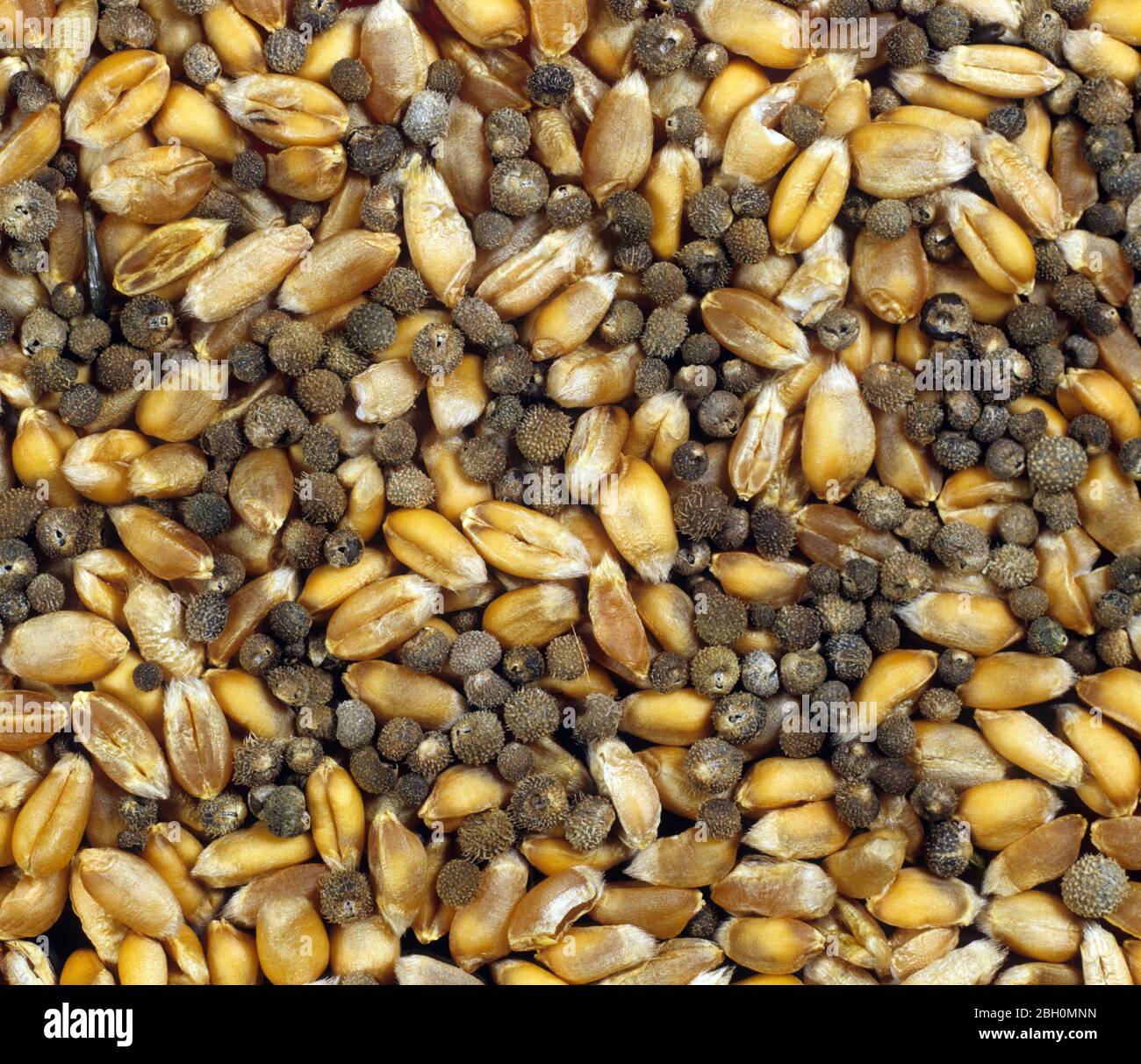 Cleavers (Galium aparine) annual arable weed seeds contaminating