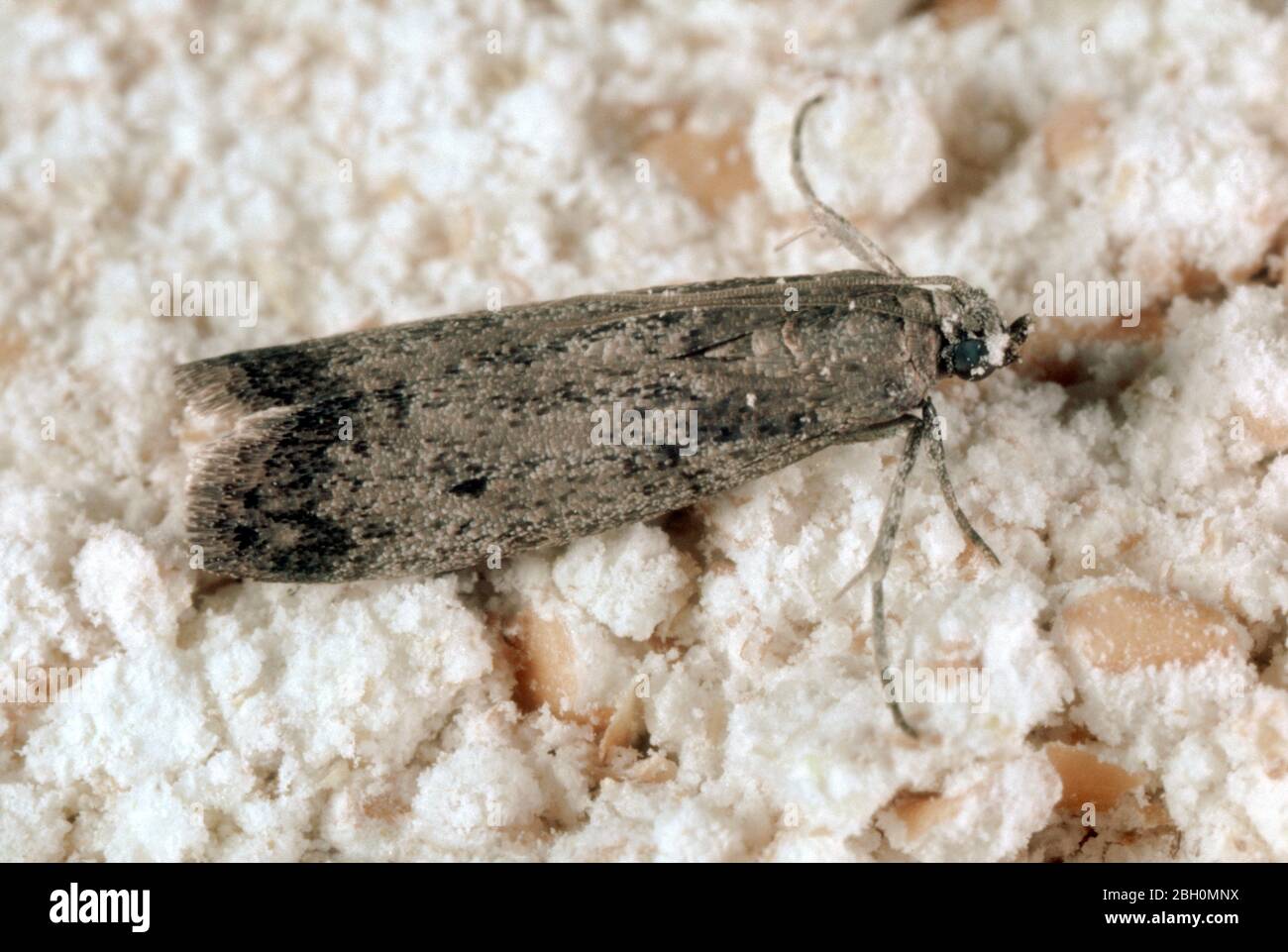 European flour moth or mill moth (Ephestia kuehniella) moth of stored grain pest on flour debris in storage Stock Photo