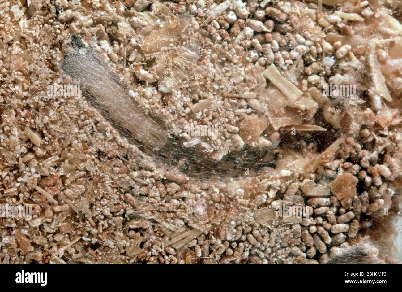 Warehouse moth (Ephestia elutella) caterpillar of cereal storage pest with webbing in grain meal tunnel Stock Photo