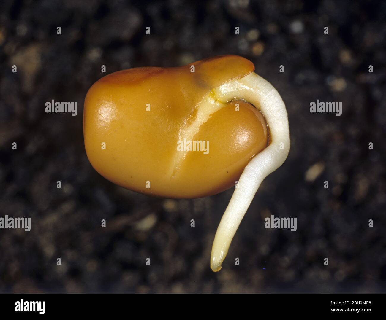 Germinating broad bean or fava, faba, bean (Vicia faba) seed with the testa splitting and the root, radicle developing Stock Photo