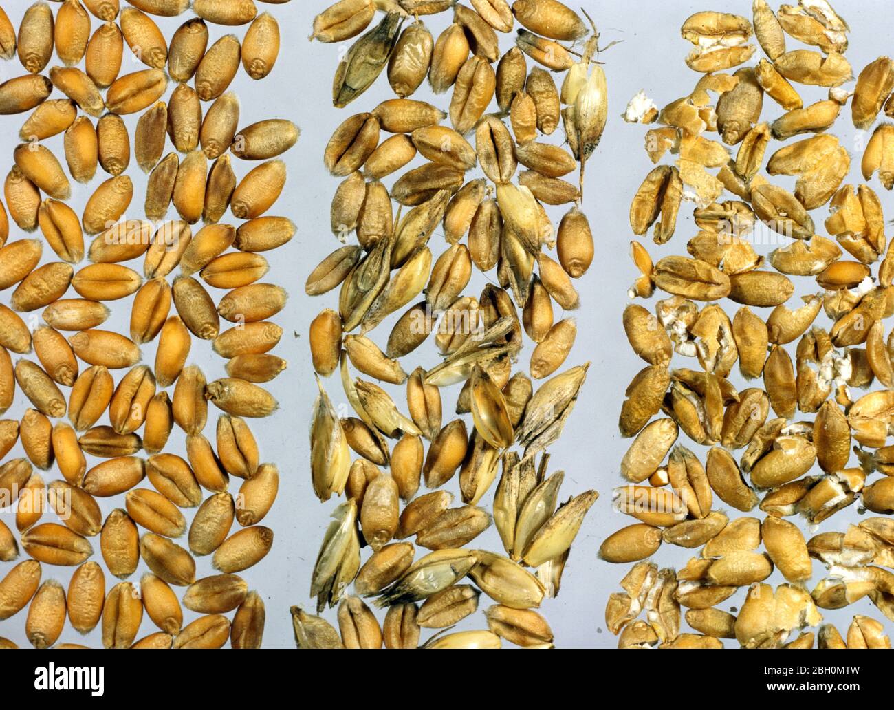 Grain quality - good harvested wheat grain compared with chaff and husk contamination and one with broken or crushed seeds Stock Photo