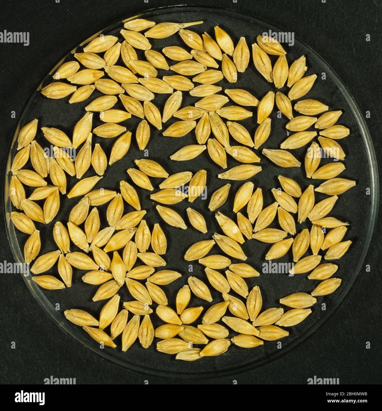 Process malting barley seed germination hi-res stock photography and ...