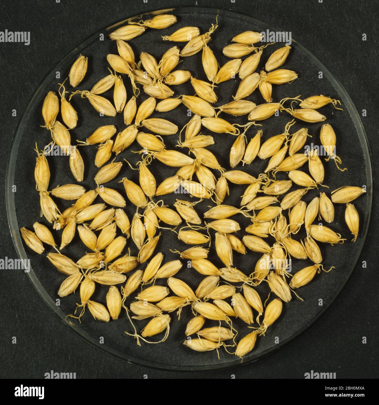 Process of malting barley seed to produce malt stage 7.  Barley seed  dried after chitting and kilning Stock Photo