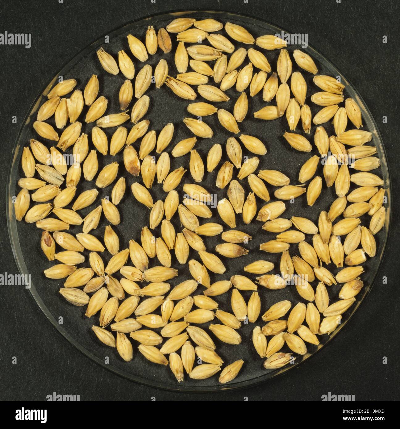 Process of malting barley seed to produce malt stage 8.  Barley seed  fin ished malt after chitting and kilning Stock Photo