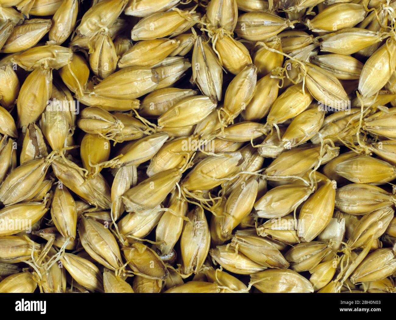 Process of malting barley seed to produce malt stage 6. Barley seed