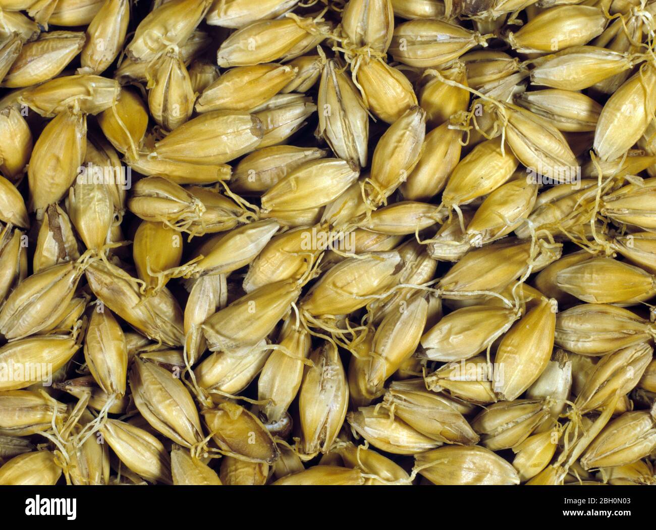 Process of malting barley seed to produce malt stage 6.  Barley seed  dried after chitting and kilning Stock Photo