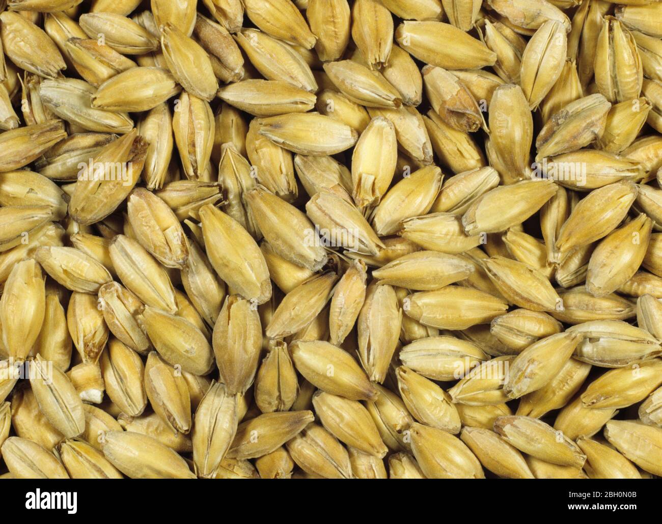 Process of malting barley seed to produce malt stage 7.  Barley seed  fin ished malt after chitting and kilning Stock Photo