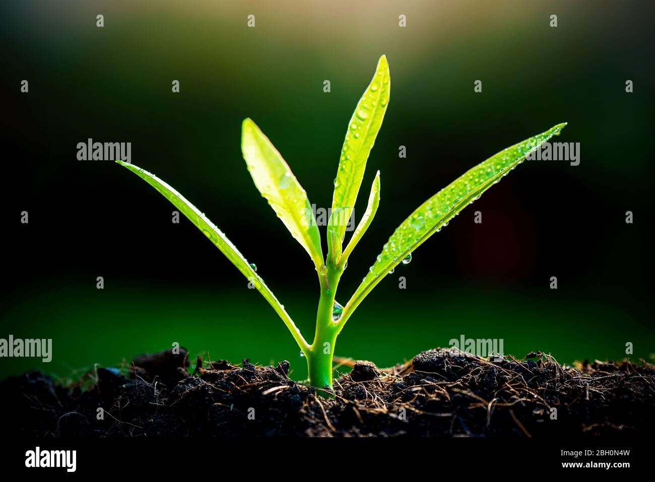 Forest sunlight sapling High Resolution Stock Photography and Images ...