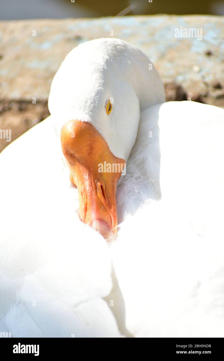 White Duck goose resting Stock Photo Alamy