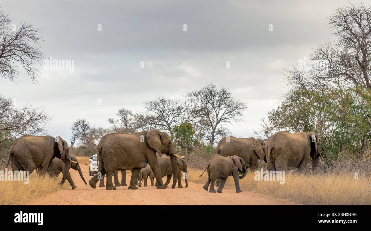 Photographer leaning from car on safari  in front of herd of wild African elephants, Kruger national park South Africa Stock Photo