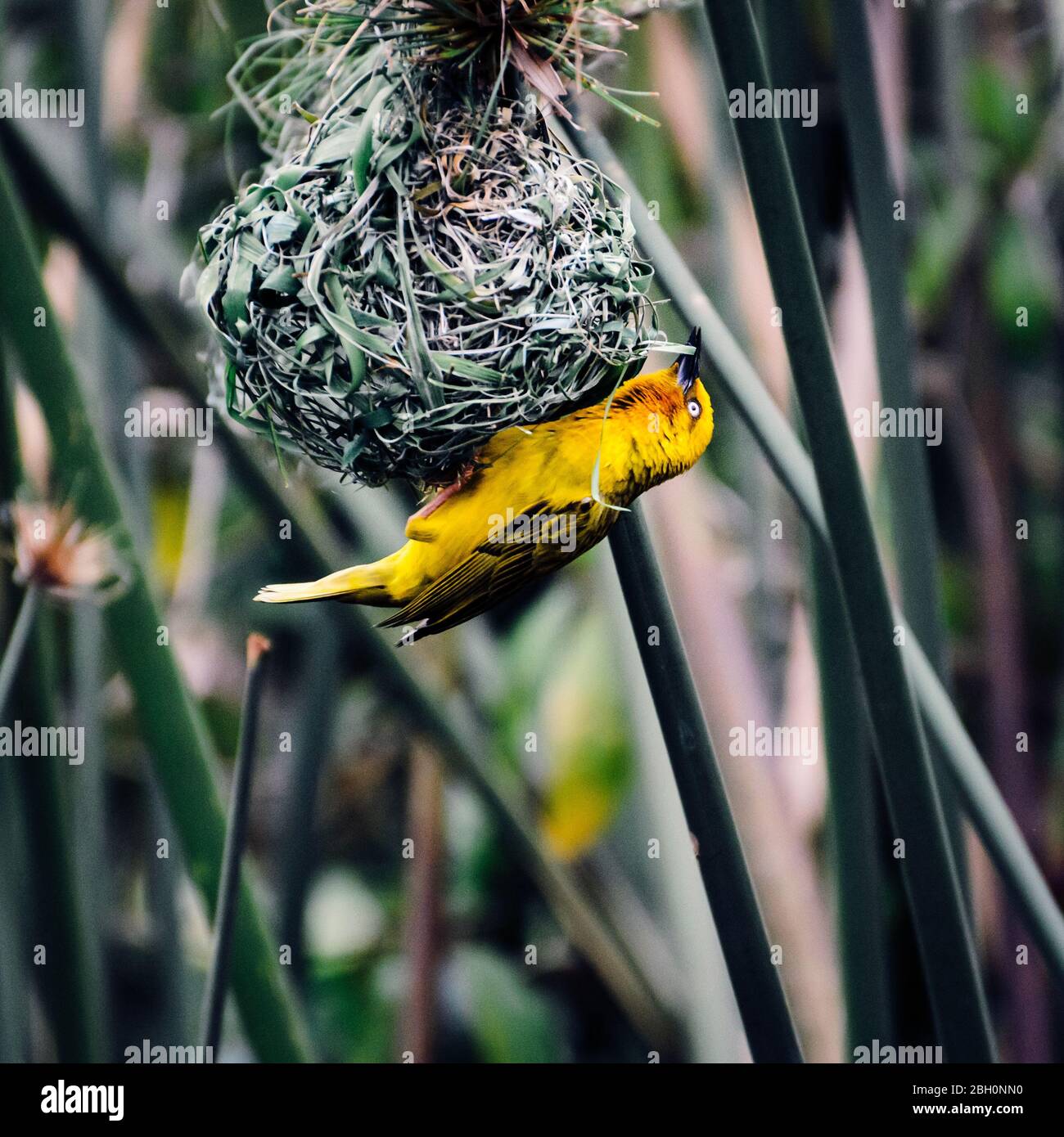 African weaver bird building a nest  in Kruger national park, South Africa ; Specie Ploceus velatus family of Ploceidae Stock Photo